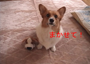 名前をつけなきゃね・・・「ポロンちゃん」にしましょ。