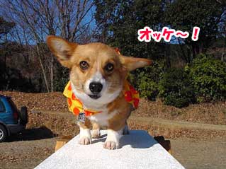 トレーニングプリンちゃん