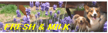 FRESH & MILK