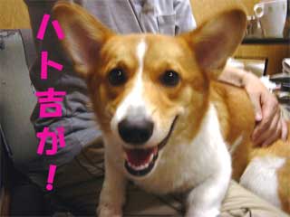 nggI