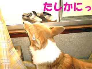 ɂ