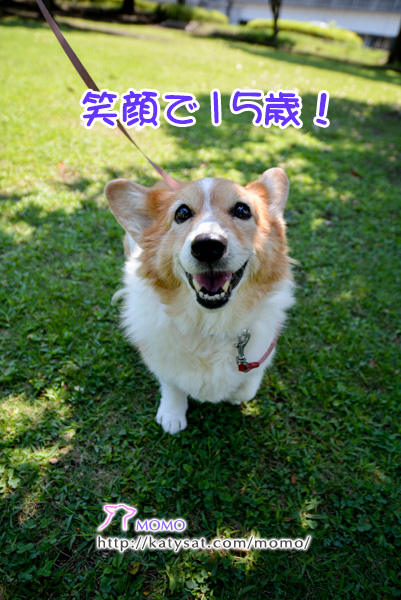 モモちゃん日記! モモちゃん日記!