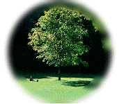 tree.gif