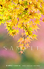 PS_009_D2R_9984