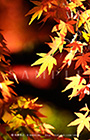 PS_011_D2R_1147