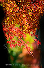 PS_017_20R_5152