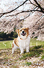 PEM_011_D3R_2623