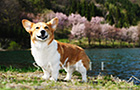 PEM_020_D3R_5775