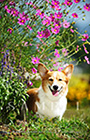 PEM_022_D3R_1424