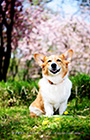PEM_027_D3R_5554