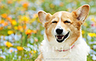 PEM_049_D3R_2868T