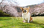 PEM_051_D3R_3207