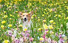 PEM_056_D3R_5031
