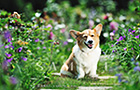 PEM_061_D3R_7553