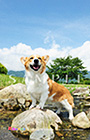 PEM_064_D3R_1272