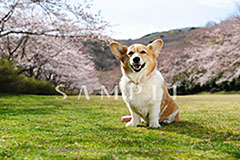 OPM_007_D3R_3207