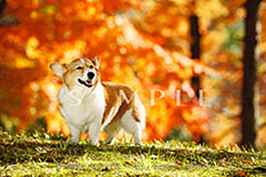 OPM_009_D3R_3388