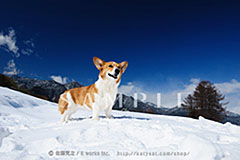 OPM_015_D3R_4438