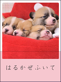 ͂邩ӂ